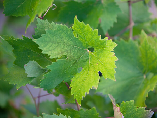 Placeholder photo of vineyard leaves in lieu of Bruce Thomas' photo