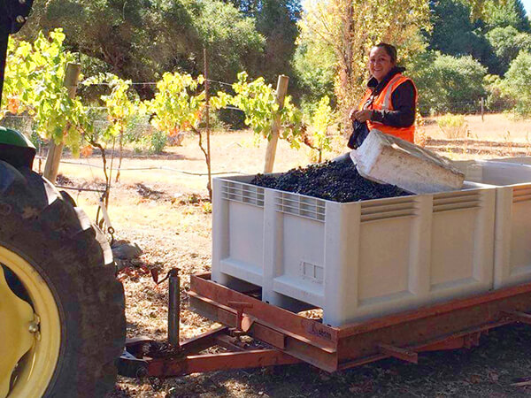 One of our dedicated vineyard crew members working the harvest