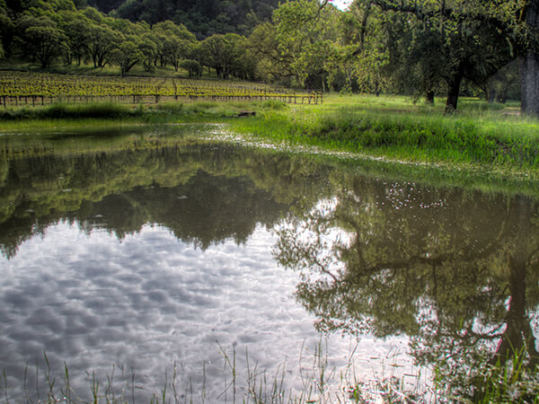 The Mill Creek pond next to our Alexander Valley Vineyard
