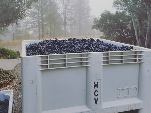 Bin of freshly harvest Mill Creek Vineyard grapes.