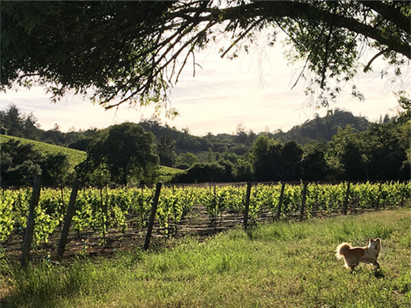 Moxie playing next to the Dry Creek Valley Vineyard
